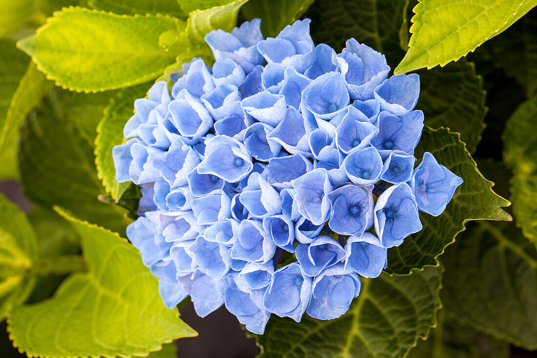 Hydrangea macrophylla 'Magical Revolution'®, blau