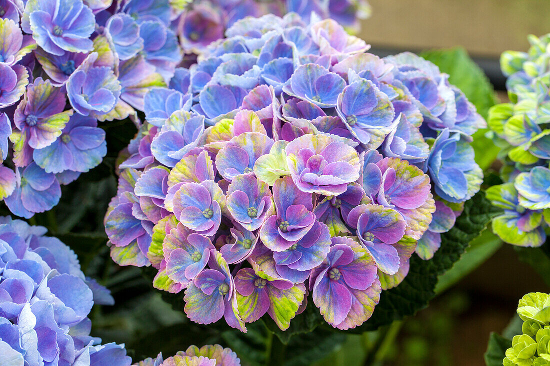 Hydrangea macrophylla 'Magical Coral'®, blue