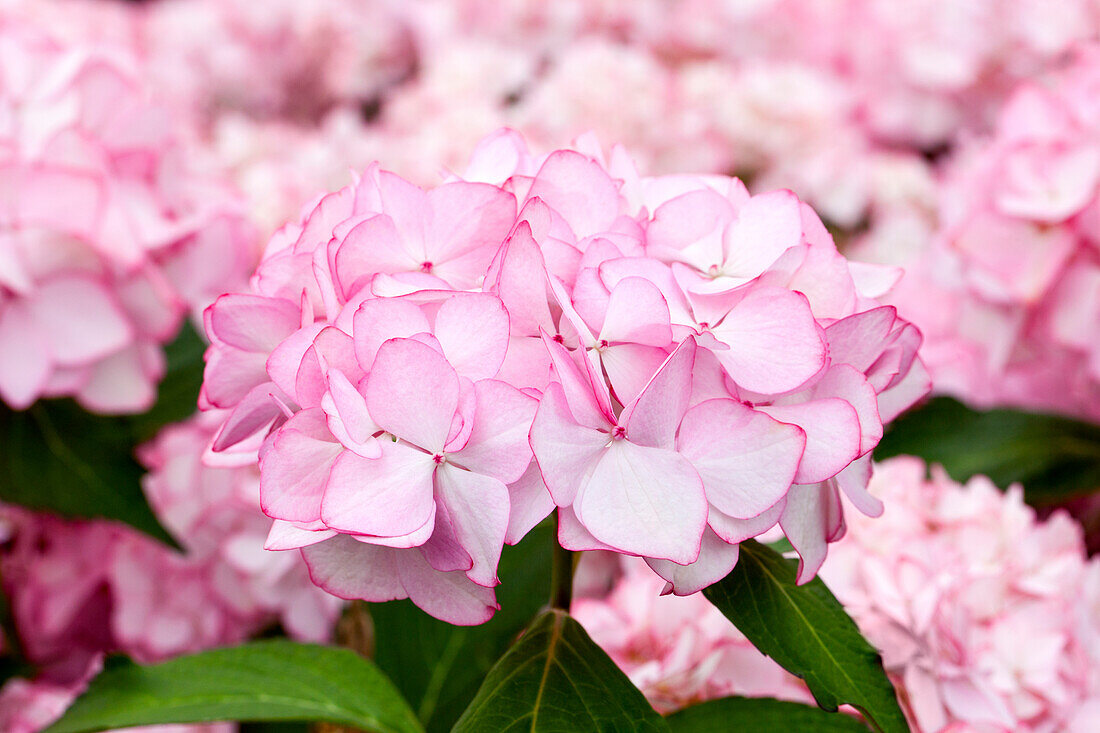 Hydrangea macrophylla 'Mirai'®