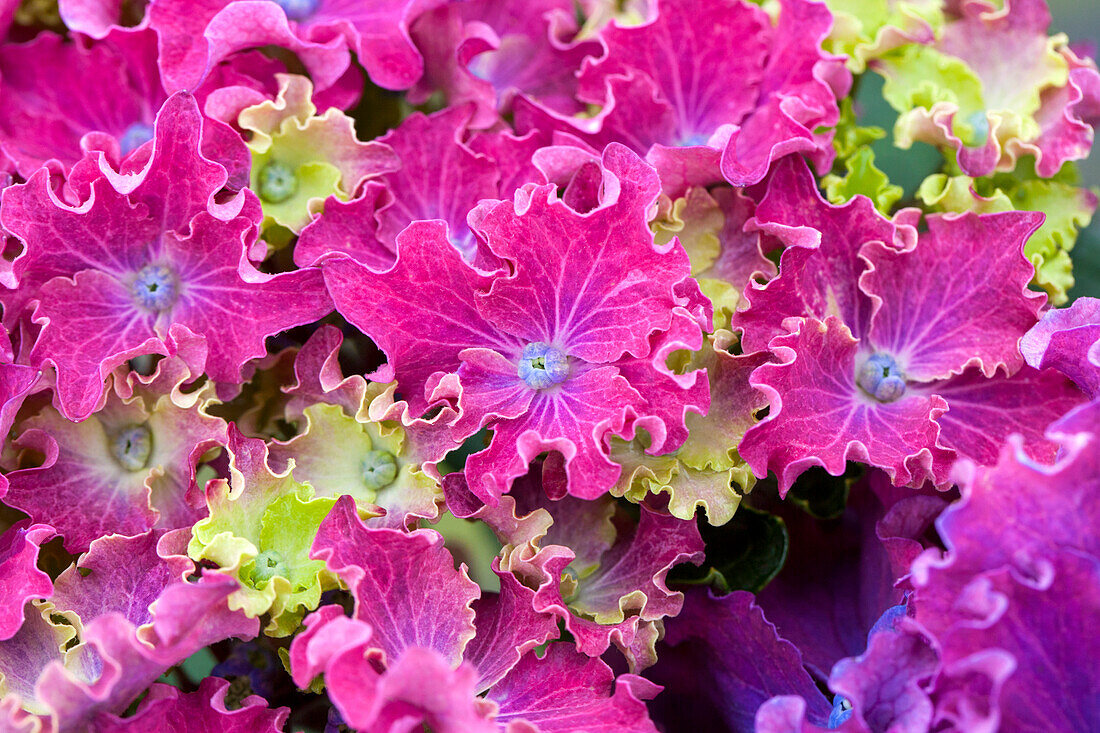 Hydrangea macrophylla Curly® 'Sparkle Blue Purple'