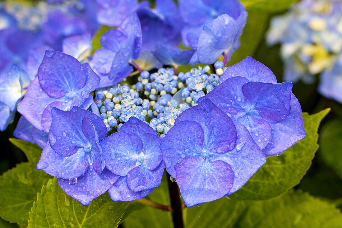 Hydrangea macrophylla 'Black Steel® Zorro'