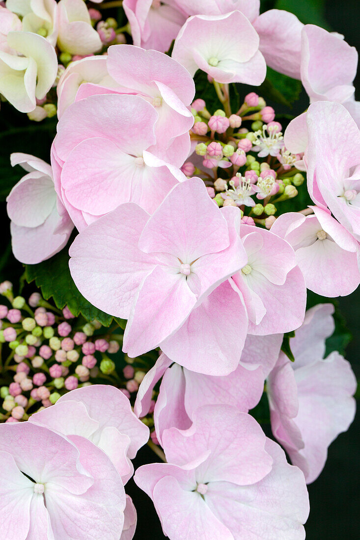 Hydrangea macrophylla 'Hobella'®