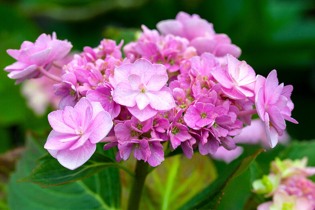 Hydrangea macrophylla You & Me 'Forever'®