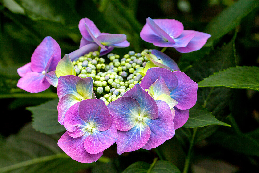 Hydrangea macrophylla 'Blue Tit