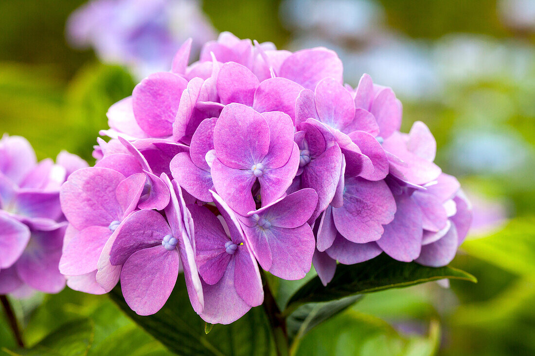 Hydrangea macrophylla, purple