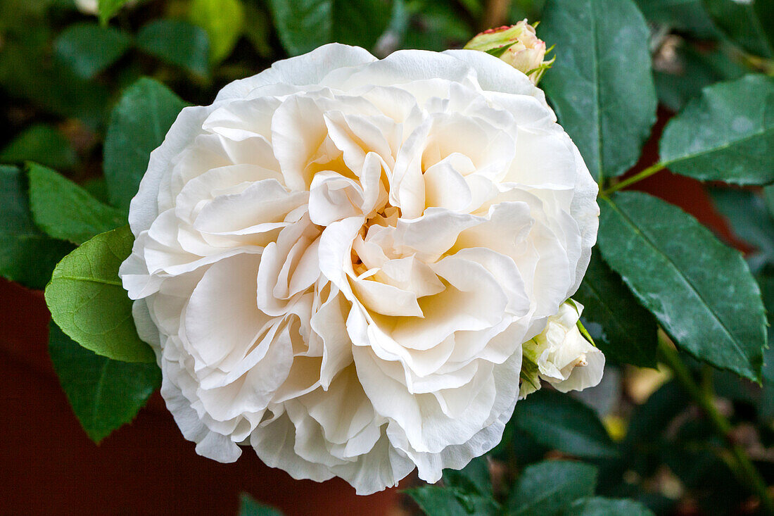 Shrub rose, white