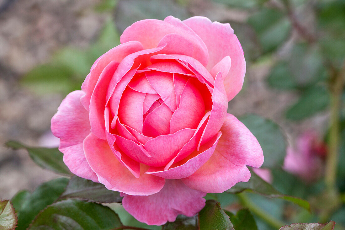 Rosa 'Kölner Flora'®