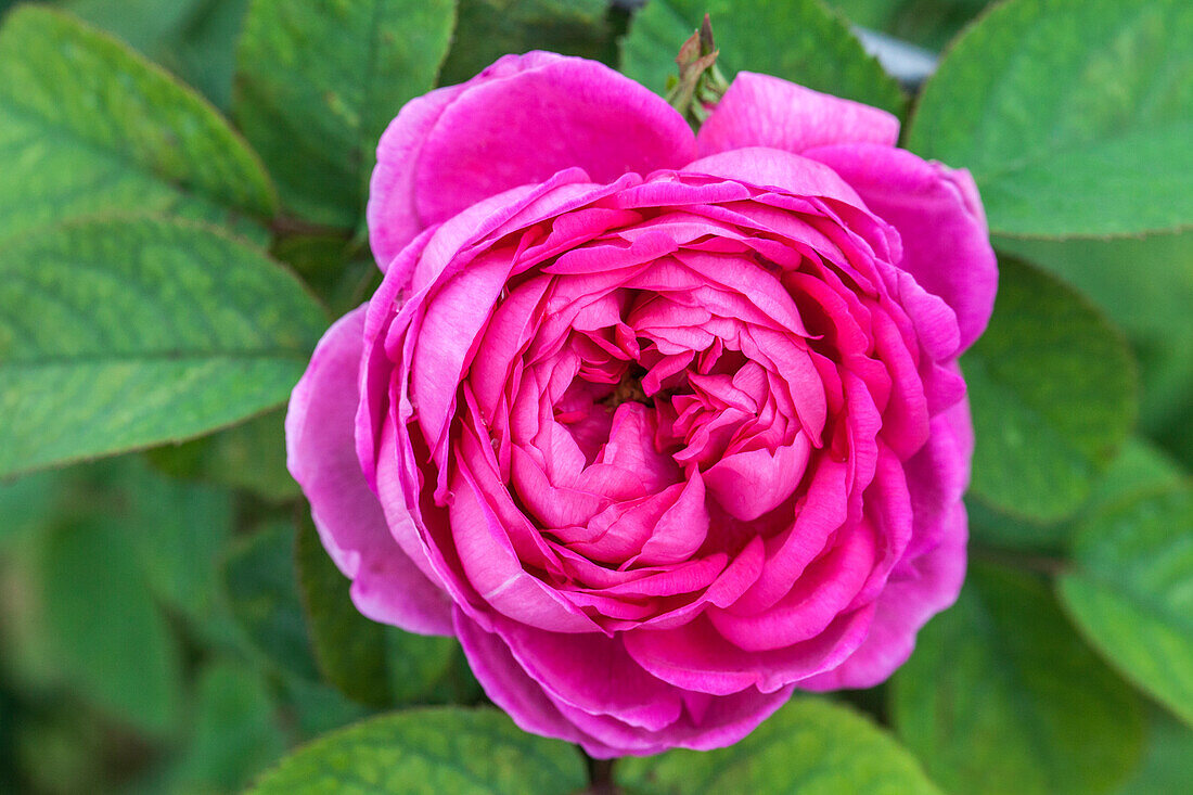 Rosa 'Rose de Resht