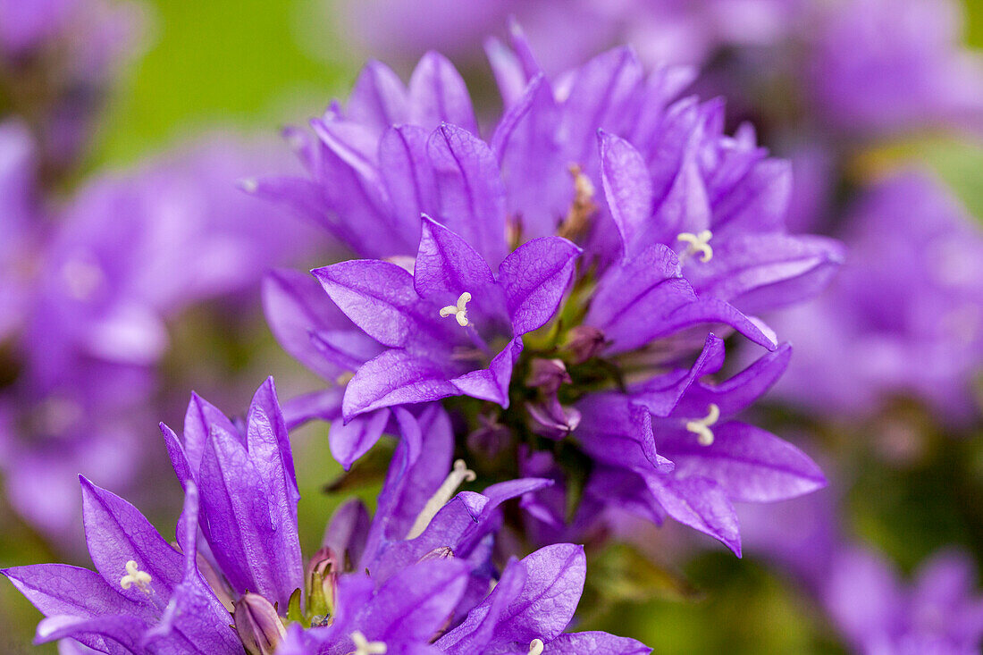 Campanula glomerata