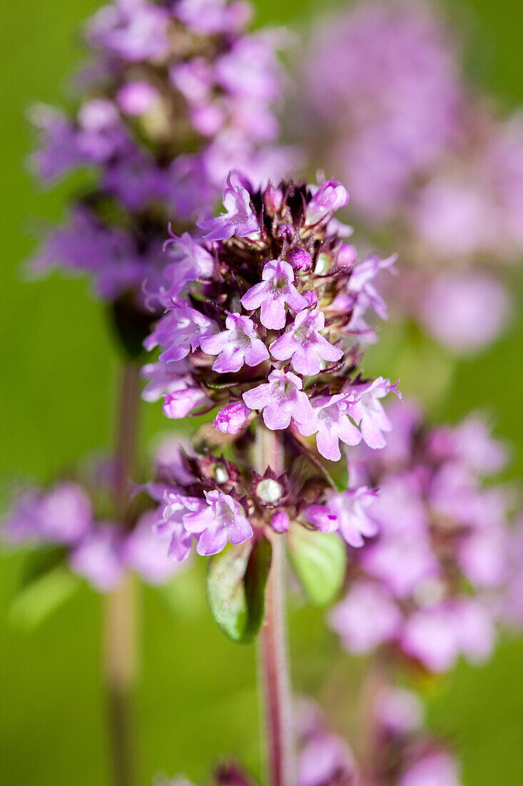 Origanum vulgare