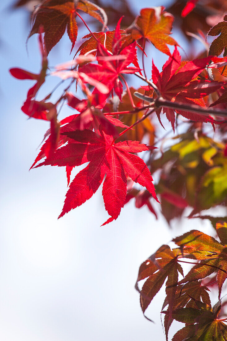 Acer palmatum Atropurpureum