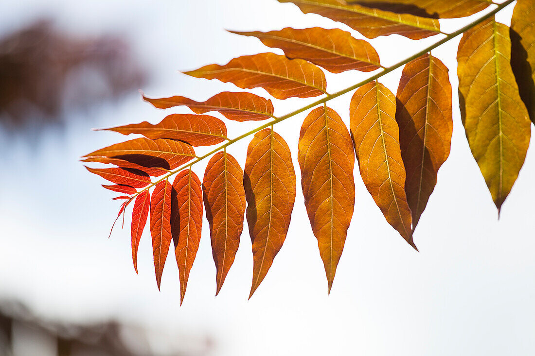 Ailanthus altissima 'Sangiovese'