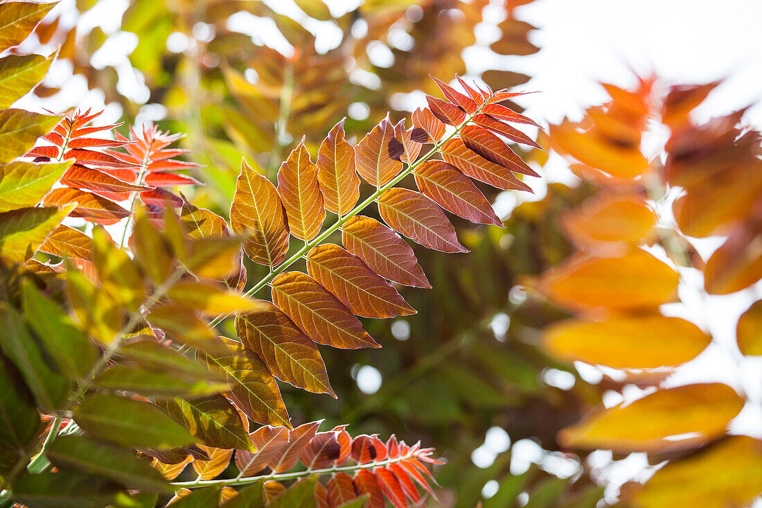 Ailanthus altissima 'Sangiovese'