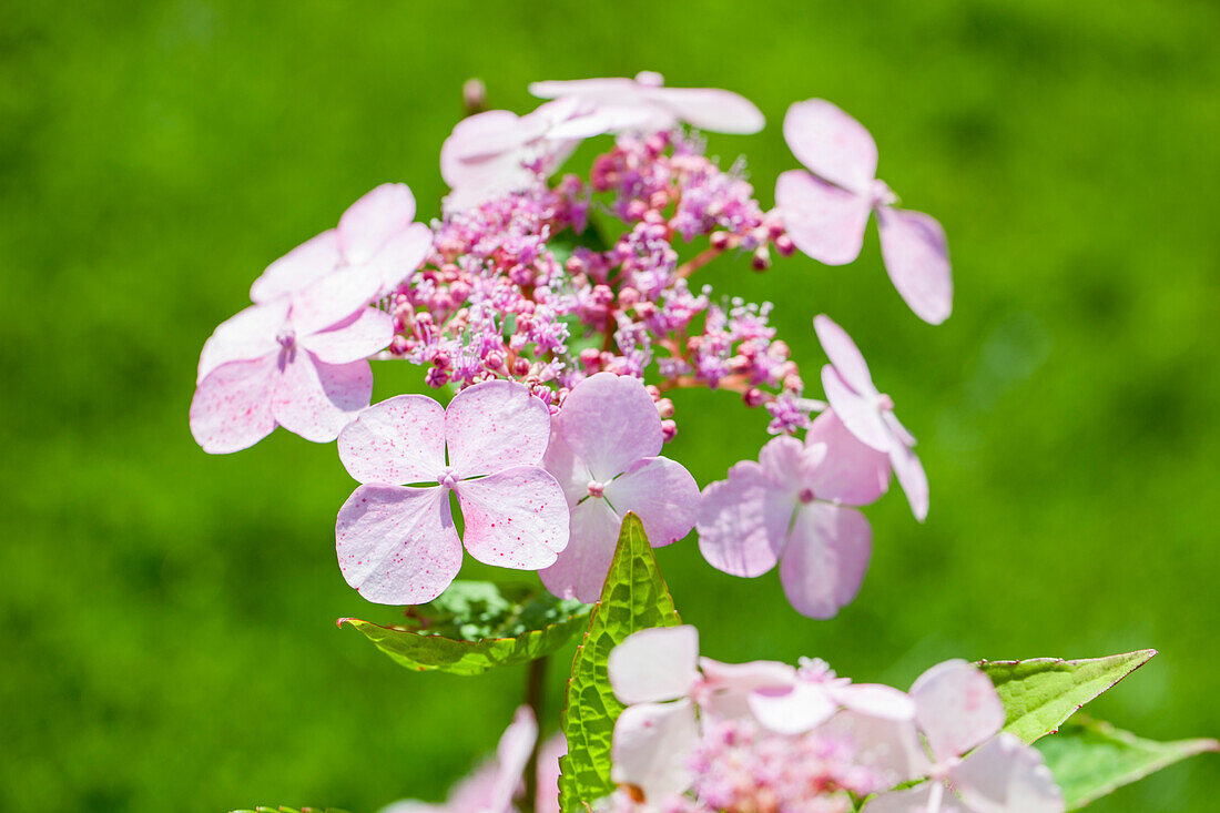 Hydrangea serrata 'Bluebird'