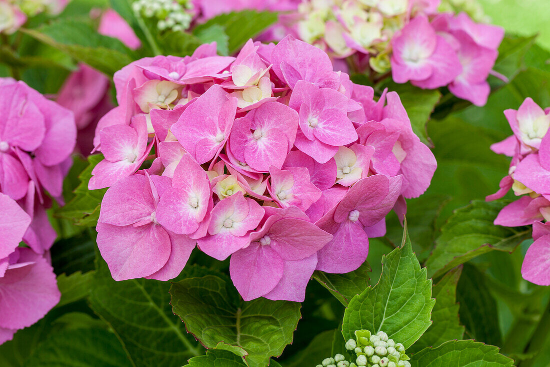 Hydrangea macrophylla 'Bela'(s)