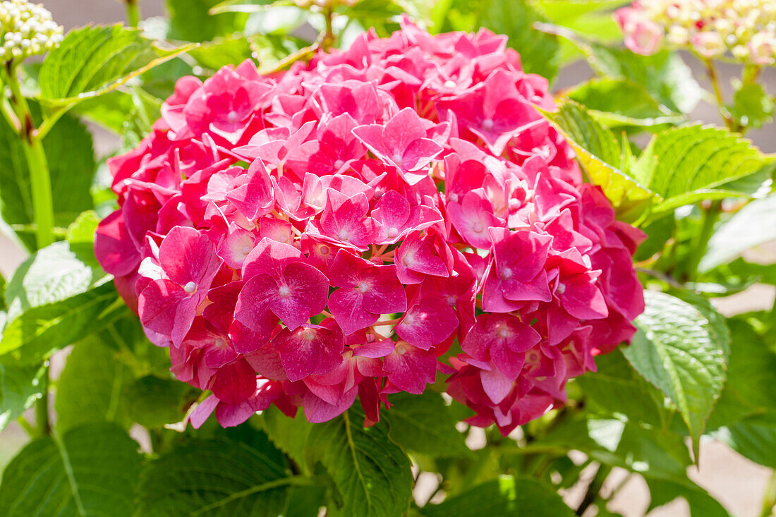 Hydrangea macrophylla 'Alpenglühen' ((s))