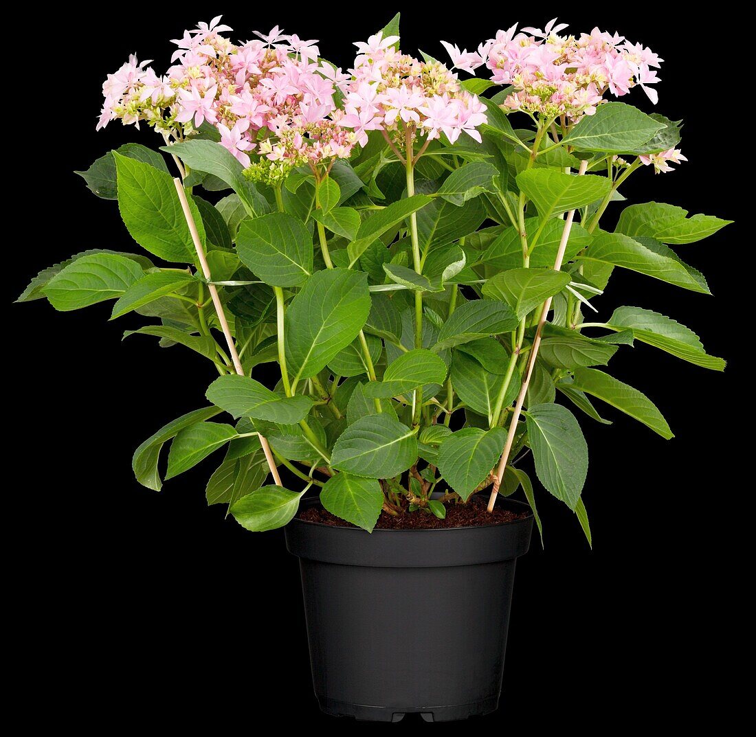 Hydrangea macrophylla You & Me 'Romance'®, pink