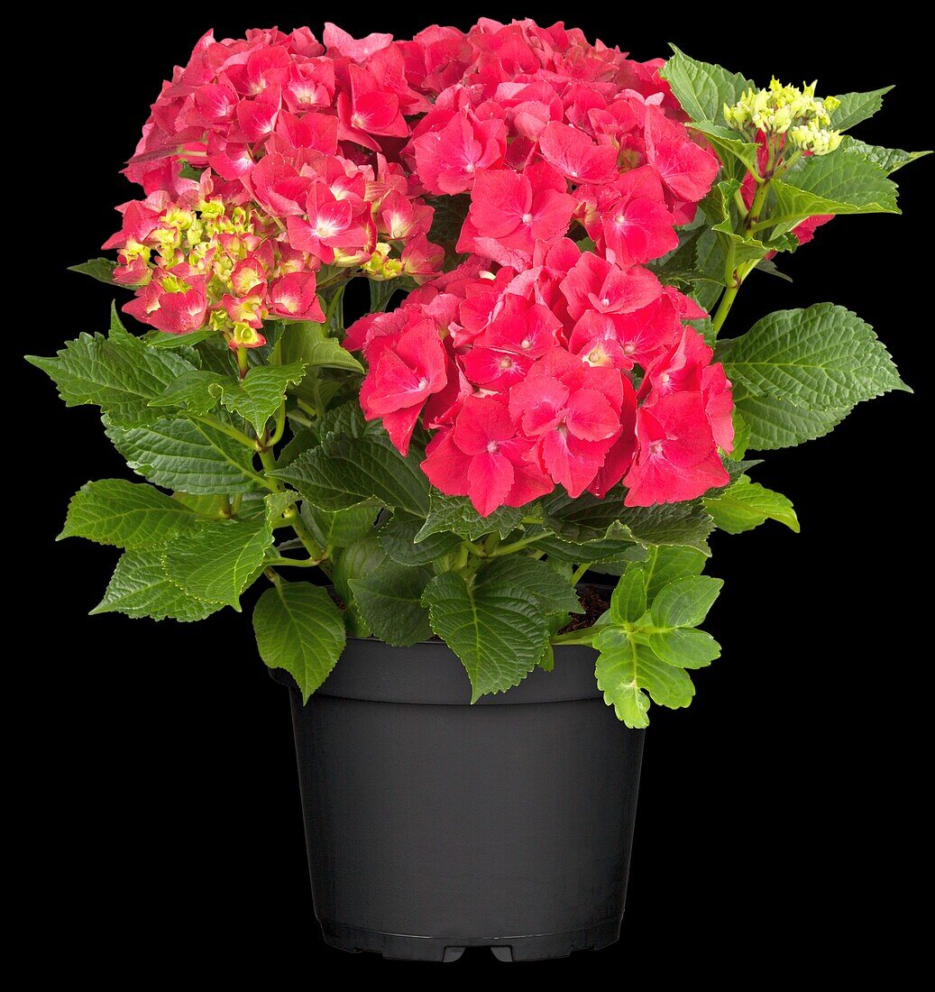 Hydrangea macrophylla 'Hot Red'(s)