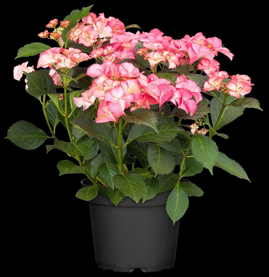 Hydrangea macrophylla 'Tiffany'