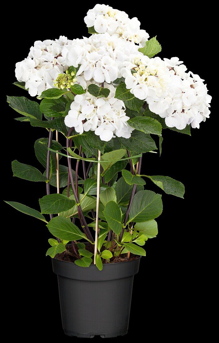 Hydrangea macrophylla 'Punch Coco'®