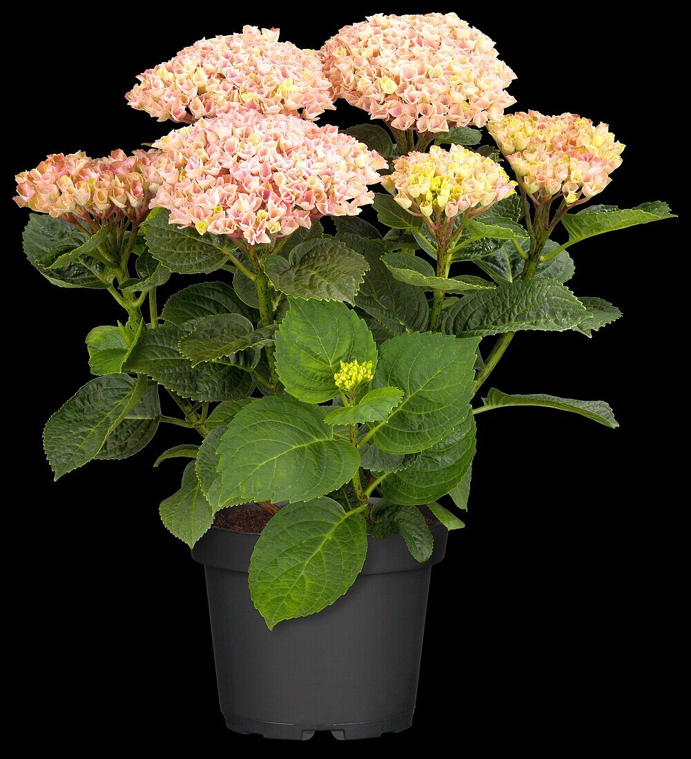 Hydrangea macrophylla 'Magical Revolution'®, pink