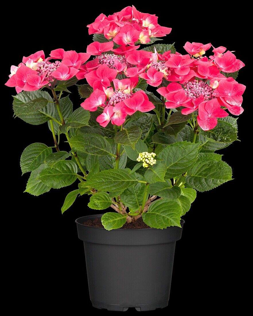 Hydrangea macrophylla 'Cardinal