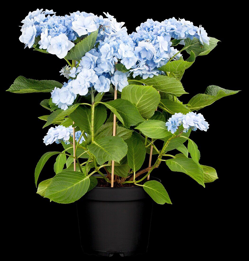 Hydrangea macrophylla You & Me 'Forever'® , blau