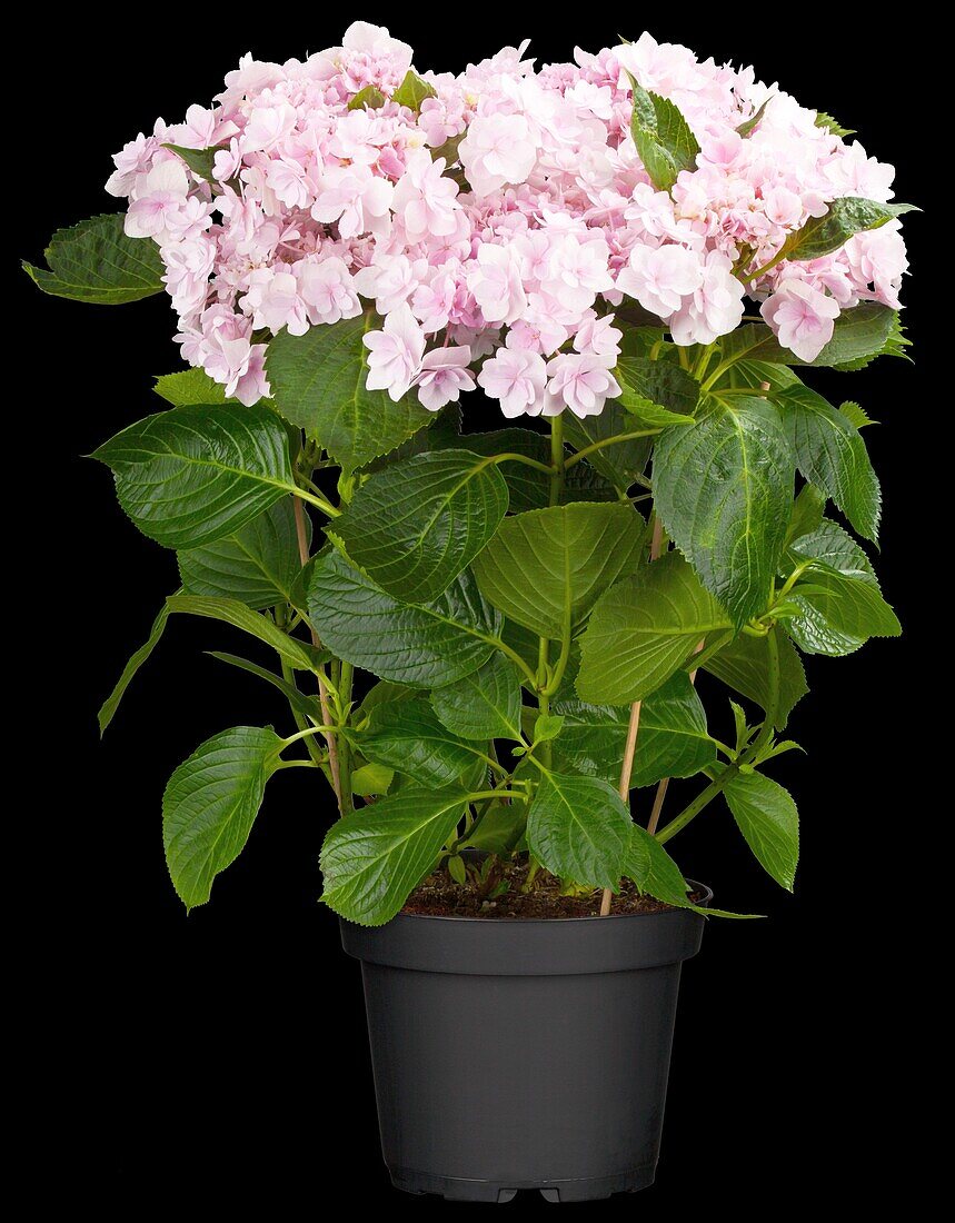 Hydrangea macrophylla You & Me 'Forever'®