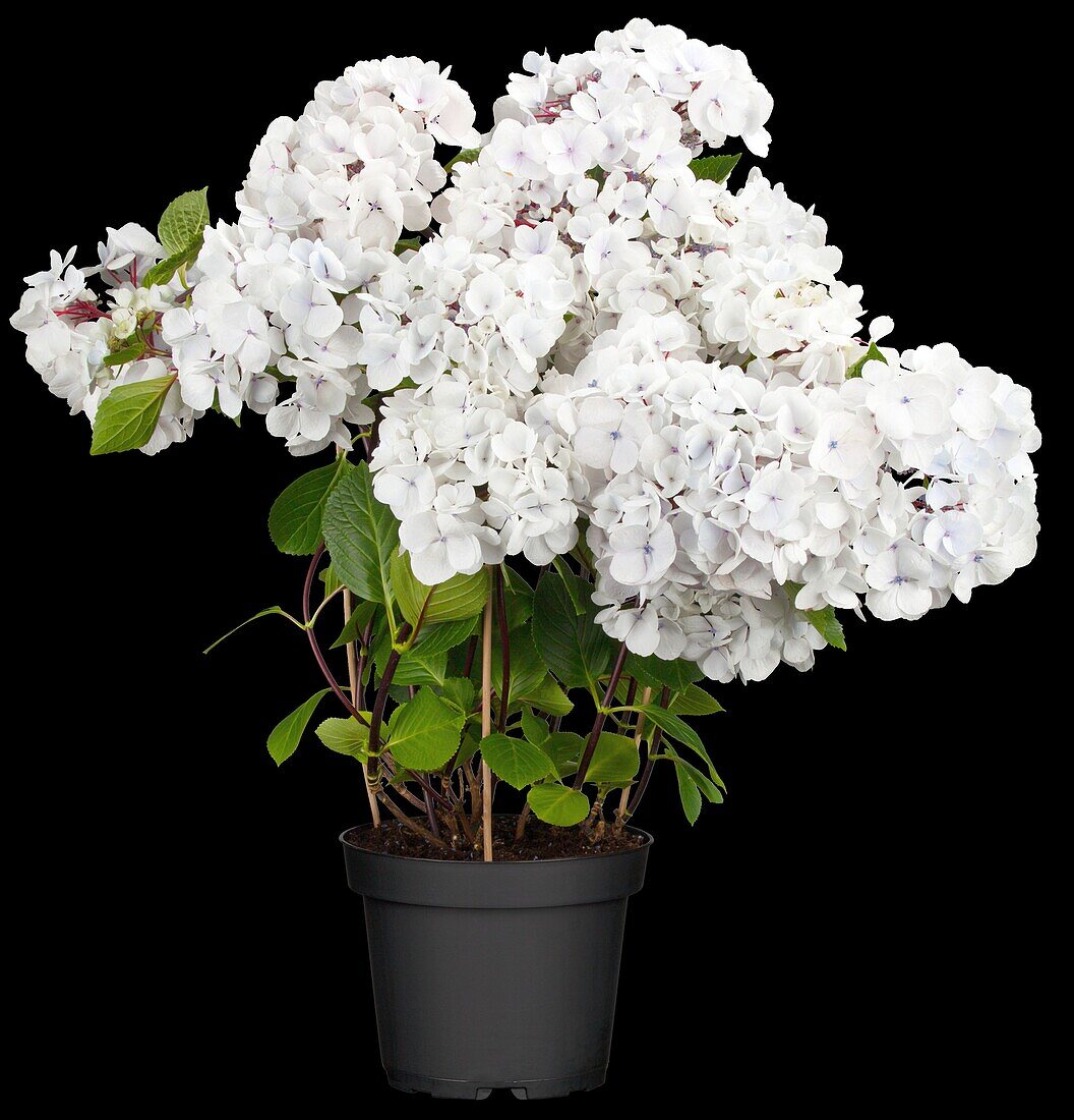 Hydrangea macrophylla 'Punch Coco'®