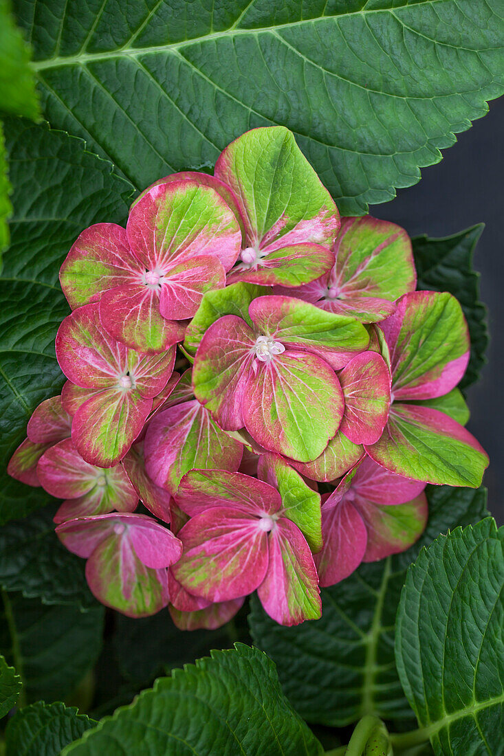 Hydrangea macrophylla 'Magical Greenfire'®