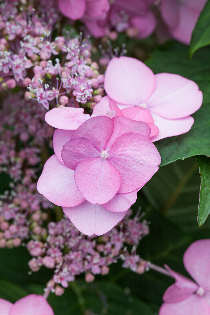 Hydrangea serrata 'Santiago'