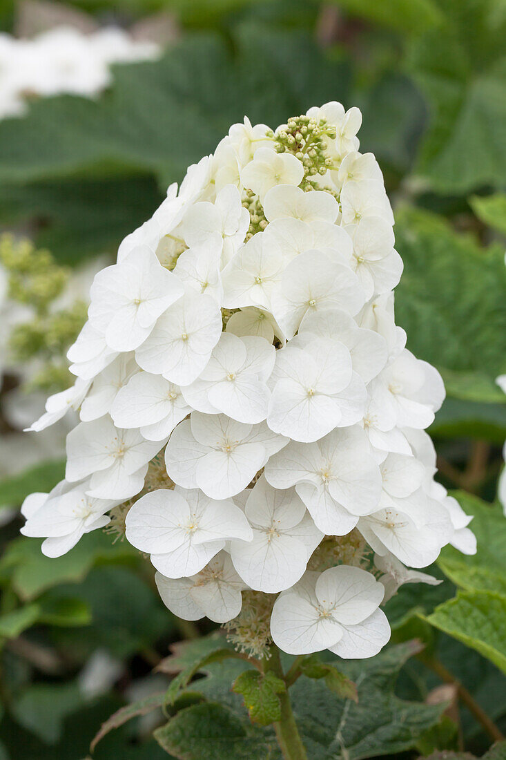 Hydrangea quercifolia 'Pee Wee'