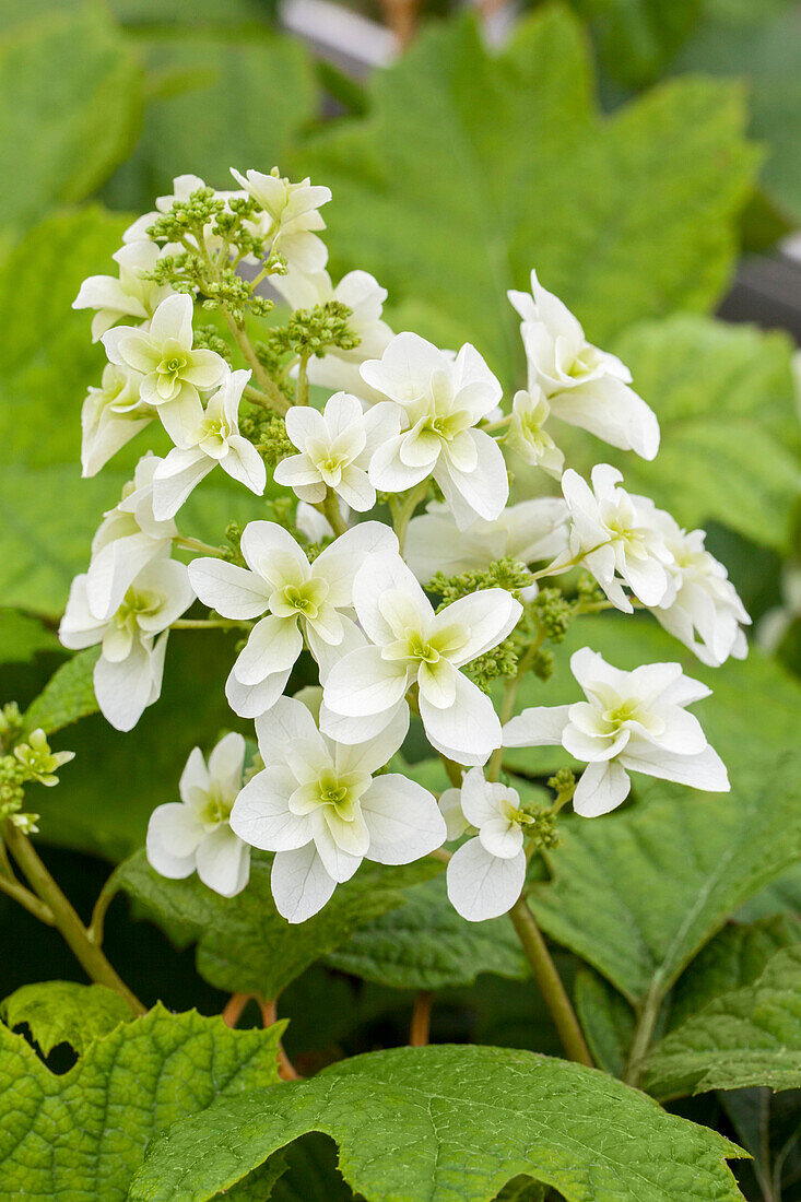 Hydrangea quercifolia 'Hovaria Quercifolia