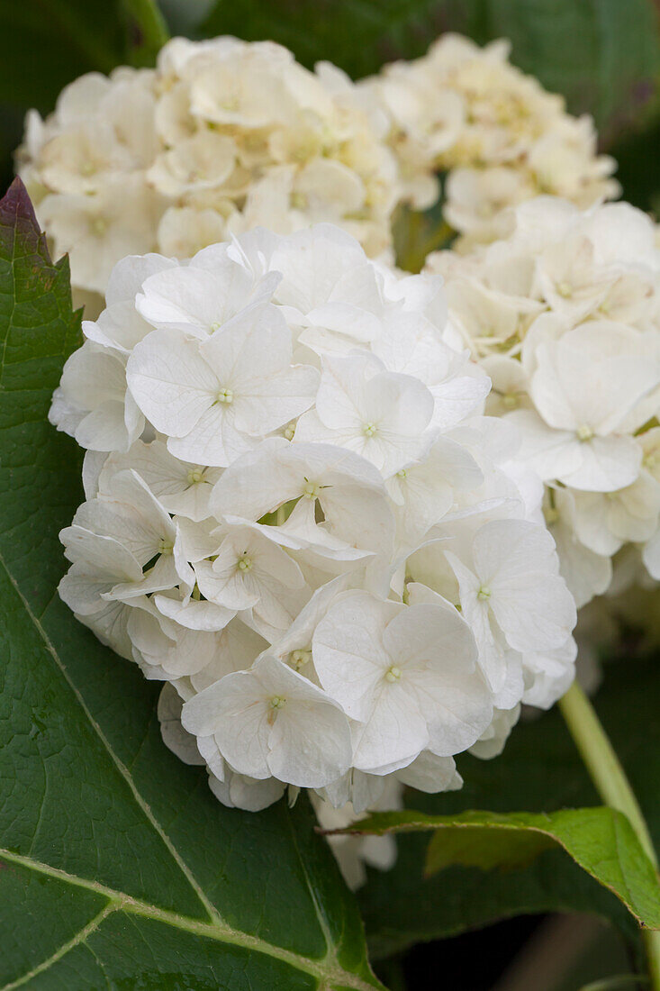 Hydrangea quercifolia 'Harmony'