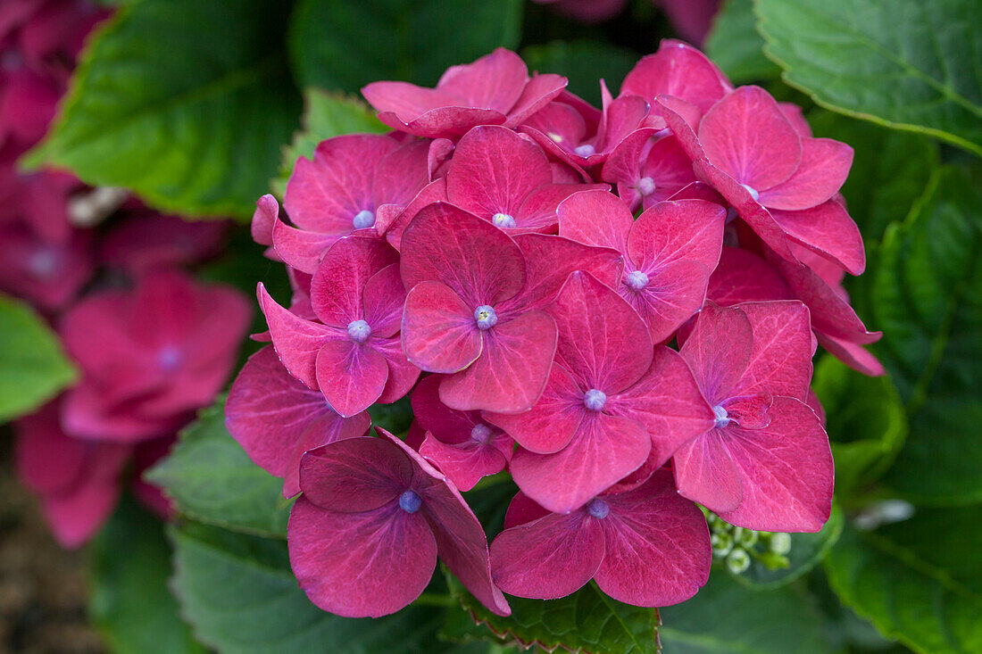 Hydrangea macrophylla 'Hot Red Purple' (m)