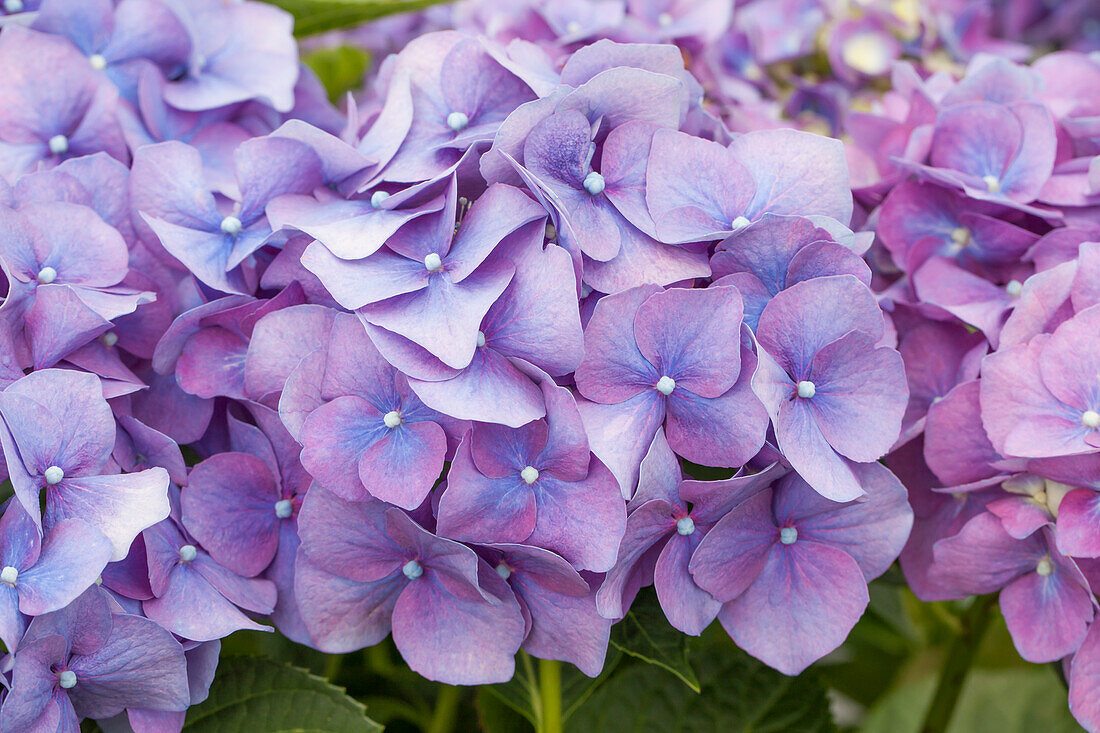 Hydrangea macrophylla 'Blue Heaven'®