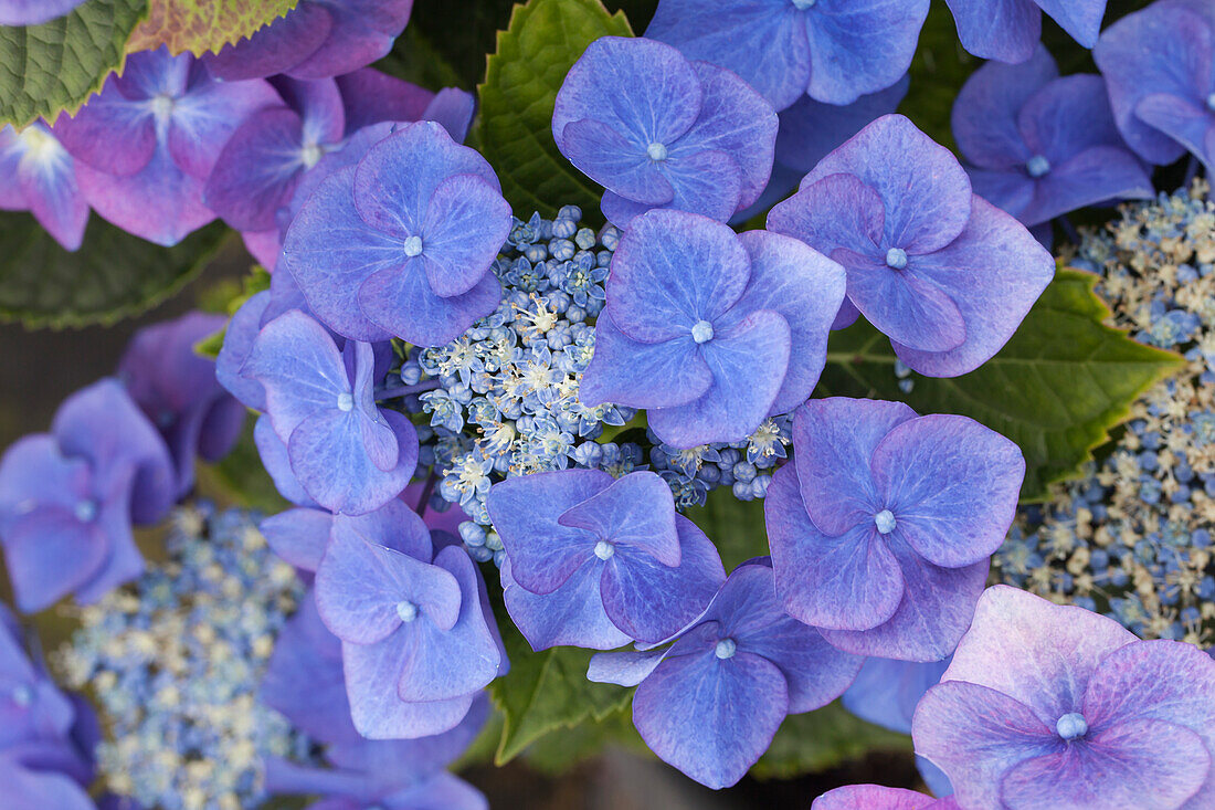 Hydrangea macrophylla 'Blue Tit