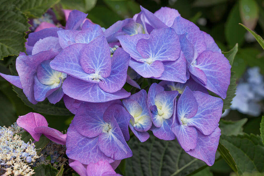 Hydrangea macrophylla 'Blaumeise'