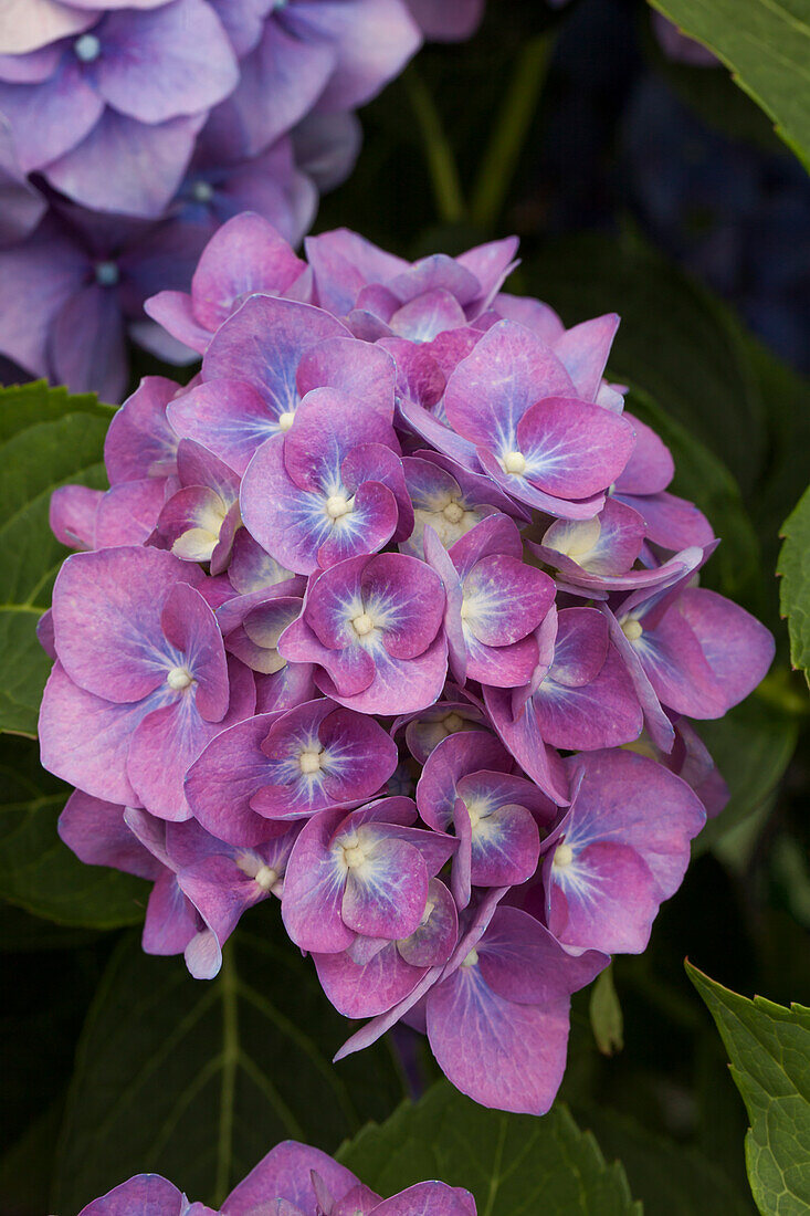 Hydrangea macrophylla 'Blue Heaven'®, pink