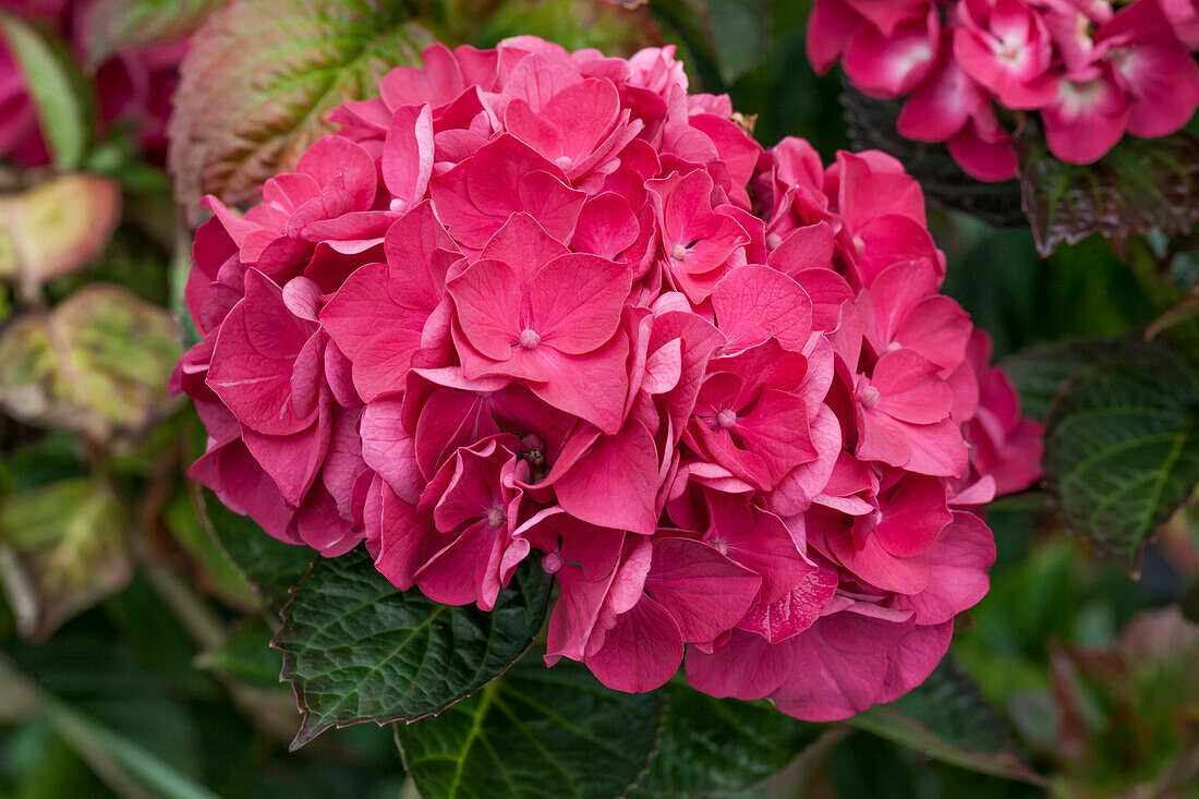 Hydrangea macrophylla 'Merveille Sanguine'