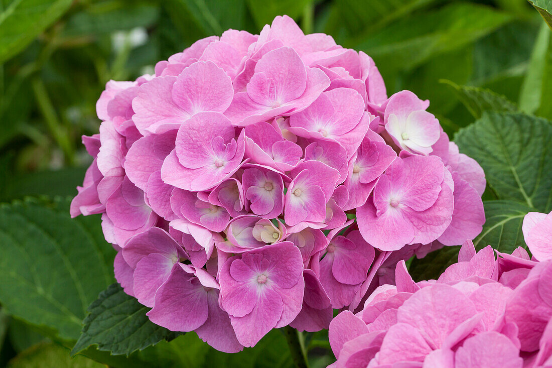 Hydrangea macrophylla 'Magical Diamond'®