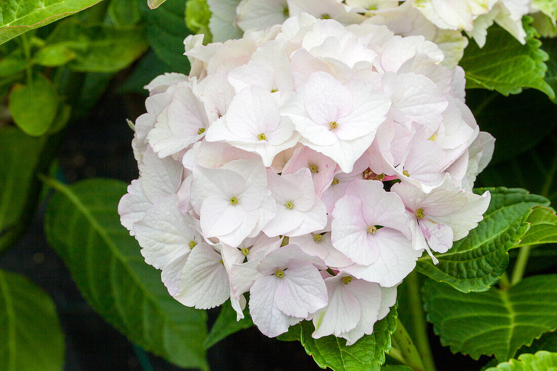 Hydrangea macrophylla 'Magical Noblesse'®