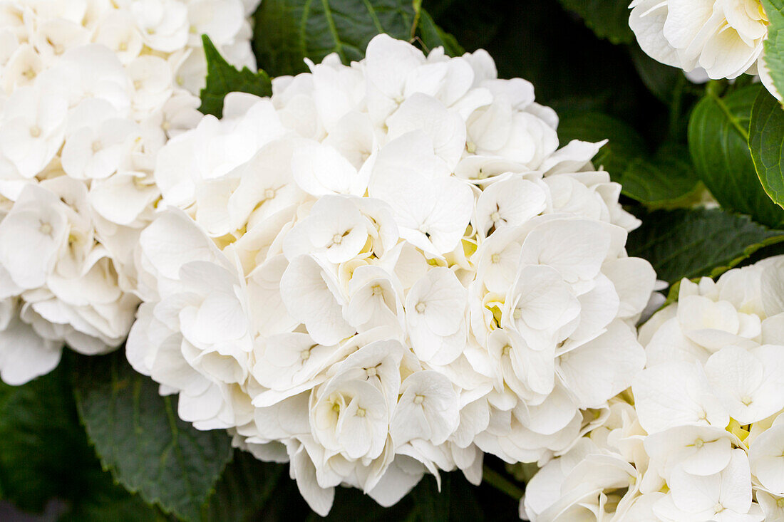 Hydrangea macrophylla 'Saxon® Kleiner Winterberg'