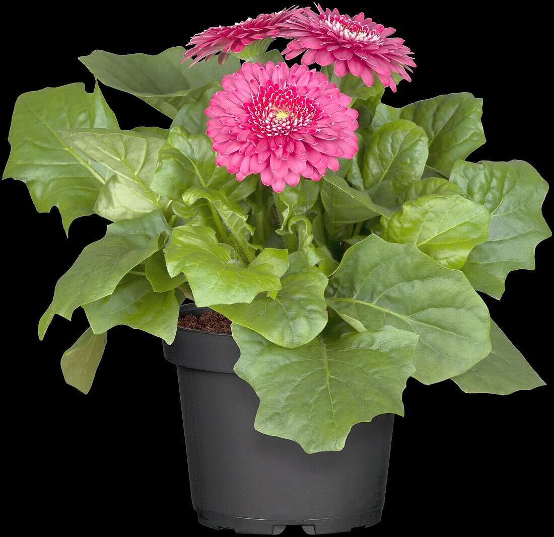 Gerbera 'Durora'