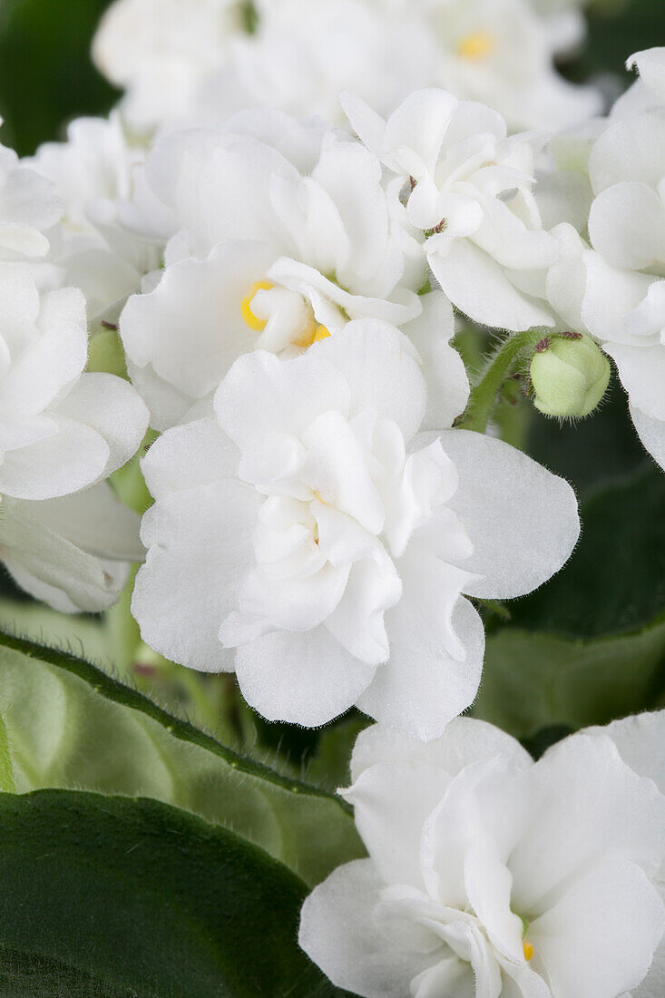 Saintpaulia ionantha 'Ballerina'