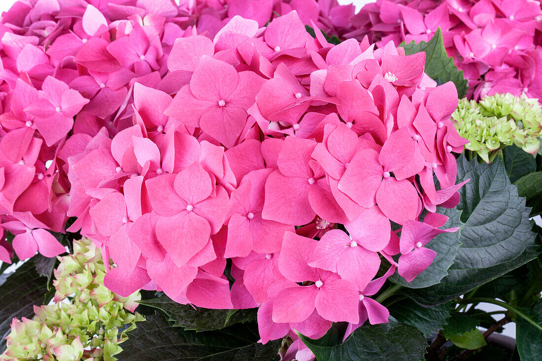 Hydrangea macrophylla, pink