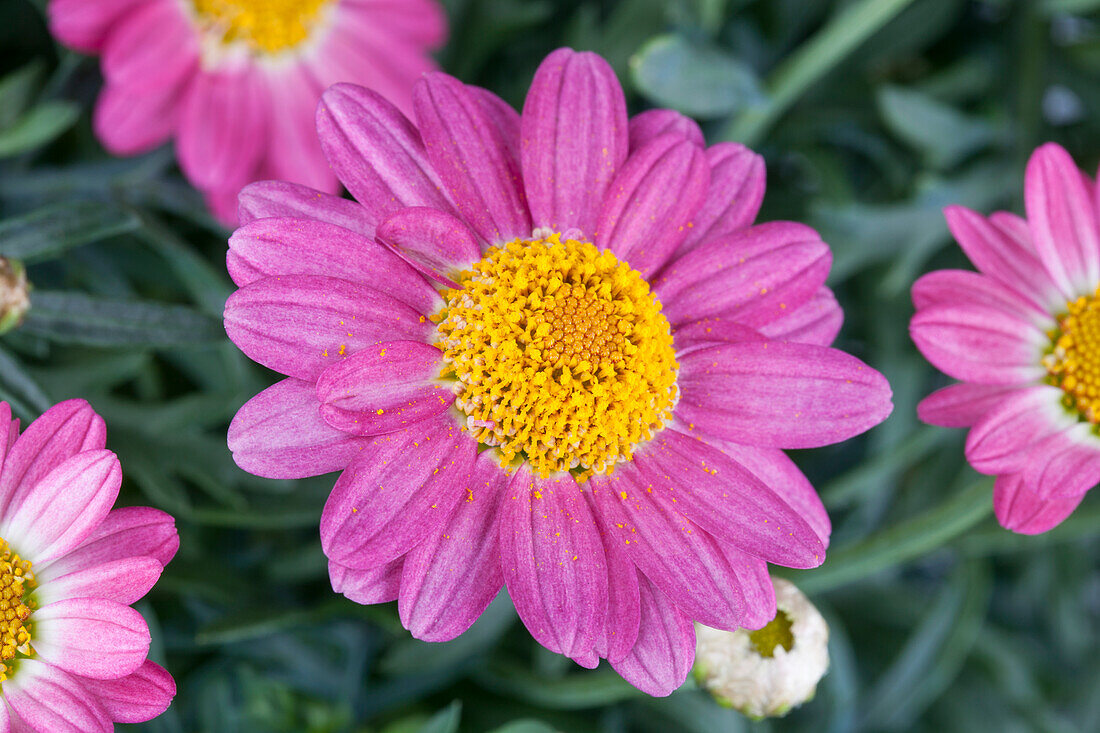 Argyranthemum frutescens, rosa