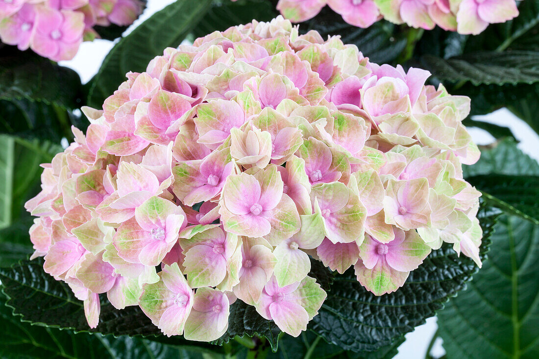 Hydrangea macrophylla 'Magical Amethyst'®