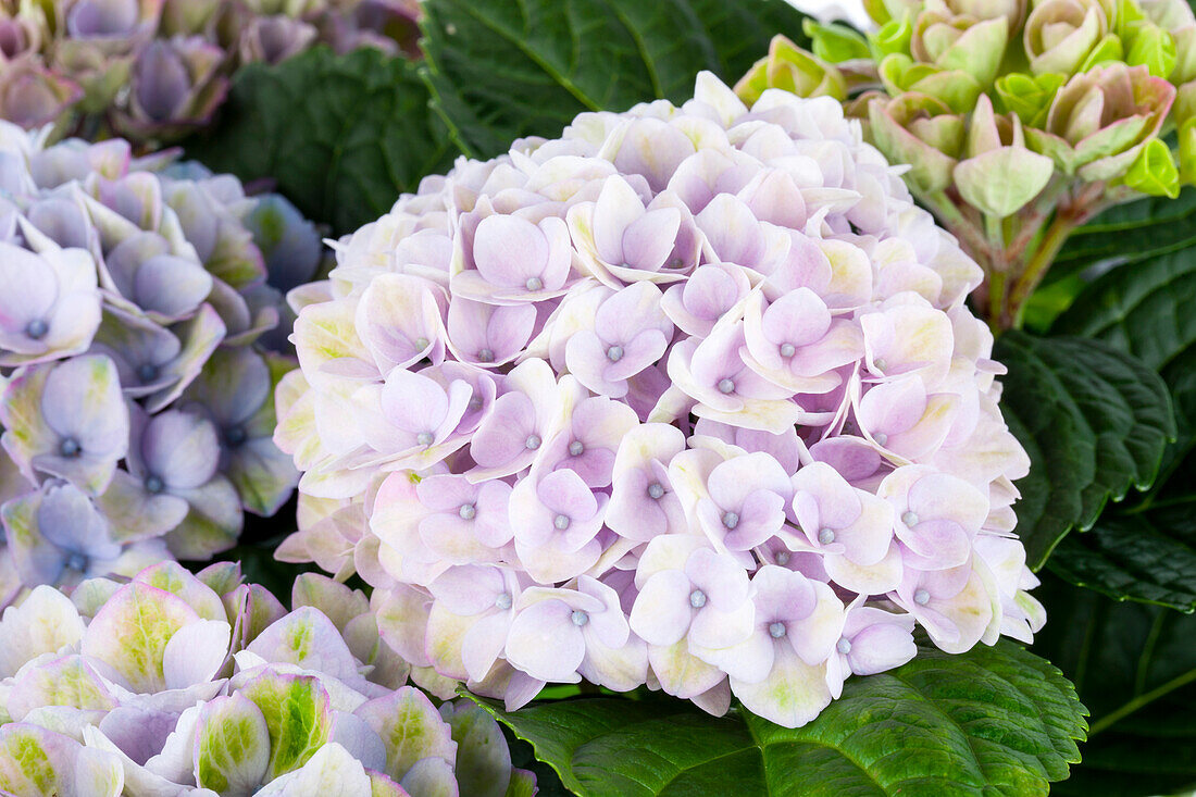 Hydrangea macrophylla 'Magical Revolution'®