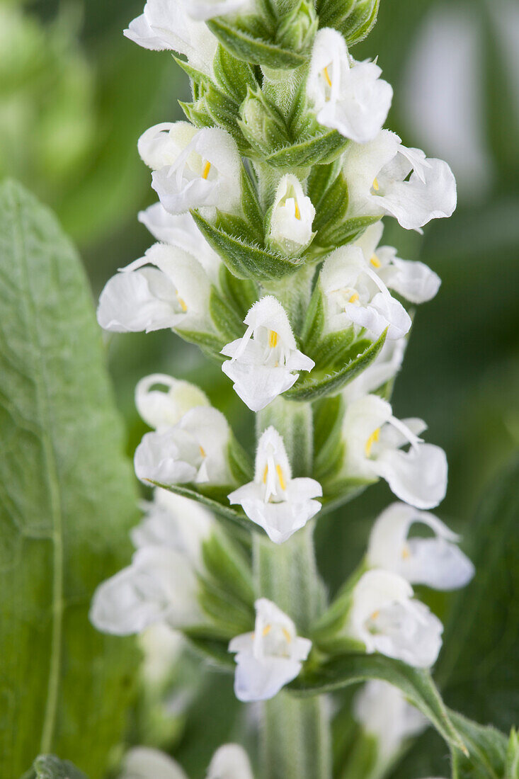 Salvia nemorosa, weiß